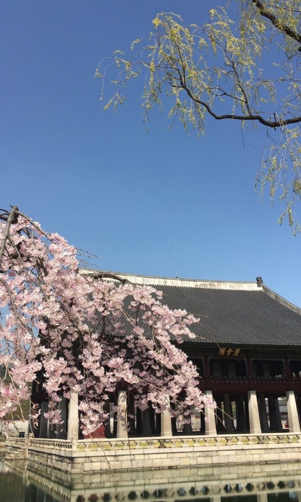 경회루와 벚꽃